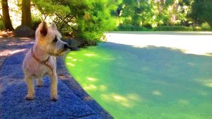 Hamish in Central Park