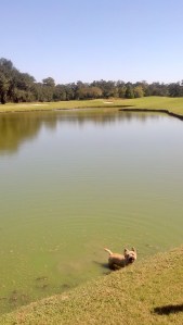 Cooling off in Aububon Park